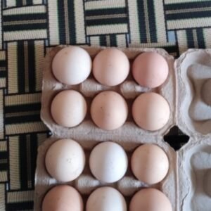 Pure Desi 12 eggs tray